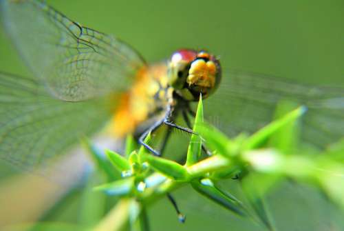 Ważka Insect The Front Of The Eyes Wings Closeup