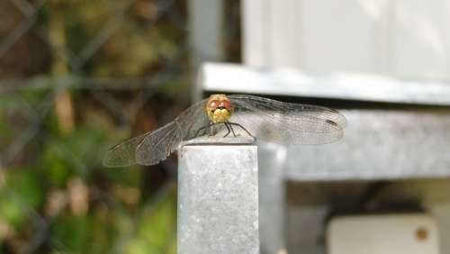Ważka Insect Animal Wings Macro Nature Eyes Fly