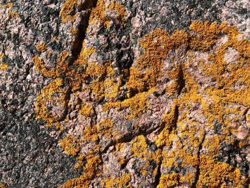 Weave Rock Moose Texture