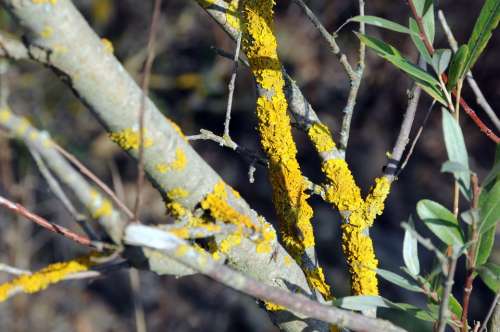 Weave Branch Yellow Autumn Mood Nature