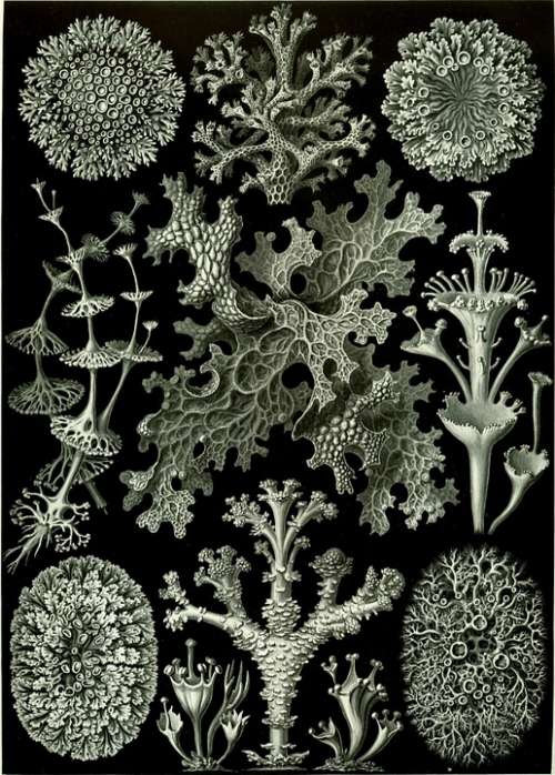 Weave Haeckel Lichenes Photobionten Chlorophyta