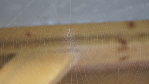 Web Spider Web