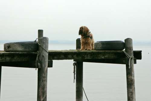 Web Boardwalk Water Animal Dog Alone Wait Stand