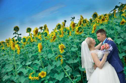 Wedding Memories Couple Sunflower Field Sunflowers