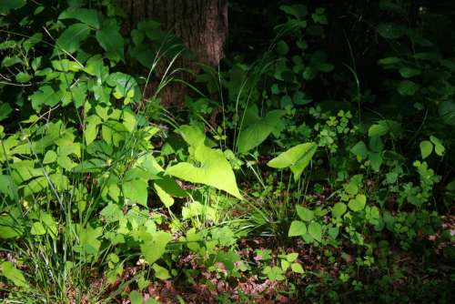 Weeds Plants Forest Floor Moss Plant Green Nature