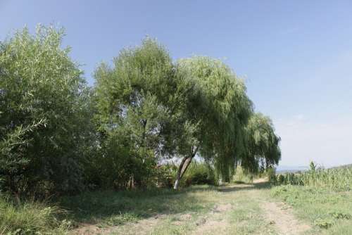Weeping Willow Trees Natural Summer