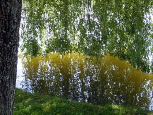 Weeping Willow Water Mirroring Reflection Tree