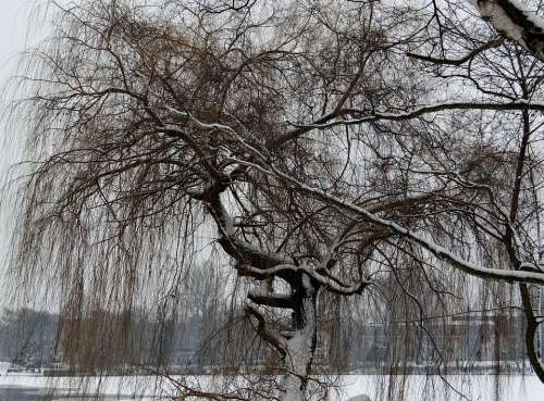 Weeping Willow Ripe Wintry Tree Branches Branch