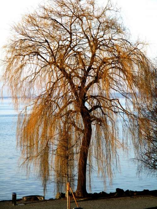 Weeping Willow Tree Bank Lakeside Sea ​​Route Sun