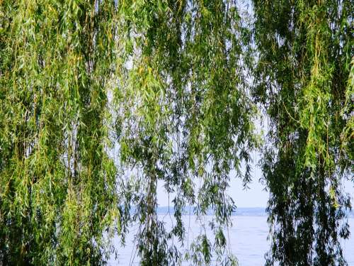 Weeping Willow Tree Leaves Water Canopy Green