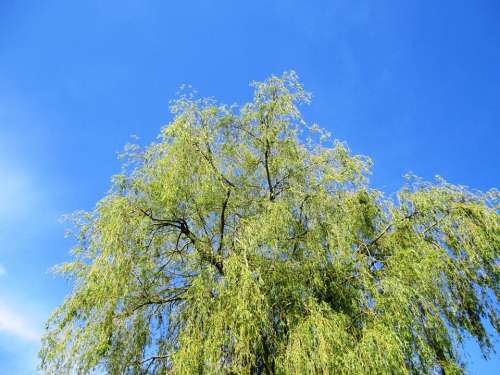 Weeping Willow Tree Leaves Green Sky