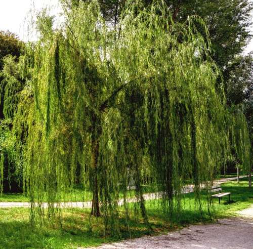 Weeping Willow Garden Nature Spring Plants