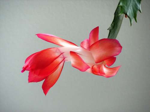 Weihnachtskaktus Red Plant Blossom Bloom Cactus