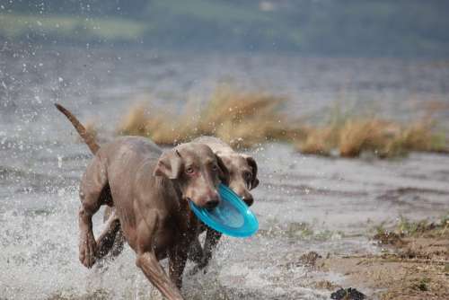 Weimaraner Animal Dog Snout Water Wet Fur Waters