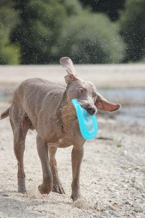 Weimaraner Animal Dog Snout Water Wet Fur Waters