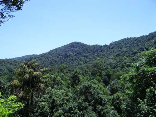 Western Ghats Mountains Dense Forest Evergreen