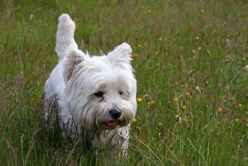 Westie Dog West Highland White Terrier