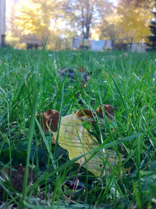 Wet Autumn Meadow