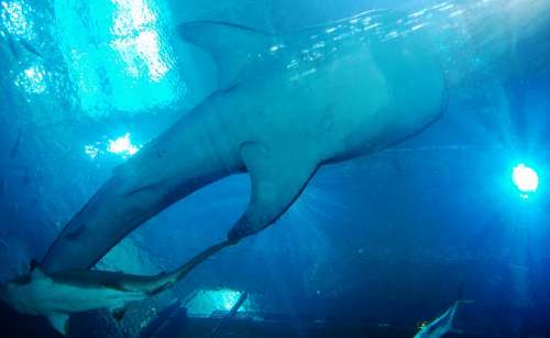 Whale Shark Sharks Aquarium Sea Animal Underwater
