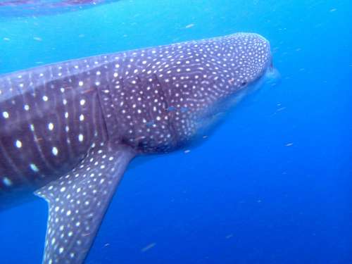 Whale Shark Fish Animal