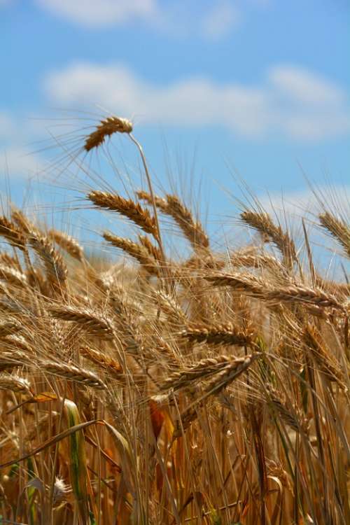 Wheat By Chaitanya K Wheat Ear Grain Cereals