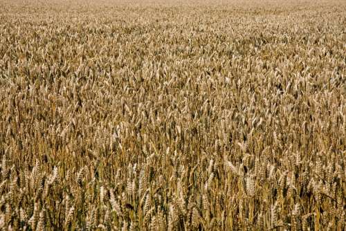 Wheat Golden Wheat Field Background Wallpaper