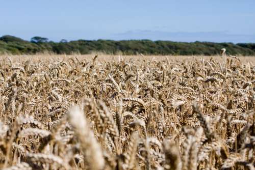 Wheat Wheat Field Crops Grain Farm Farm Land