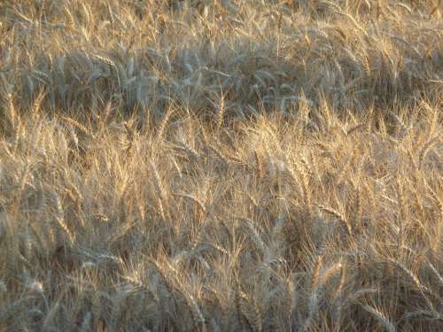 Wheat Field Food Farm Harvest Crop Grain