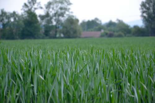 Wheat Field Green