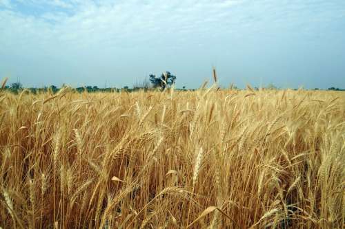 Wheat Crop Ripe Harvest Field Cereals Karnataka