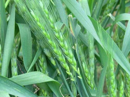 Wheat Natural Countryside Field Nature Plants