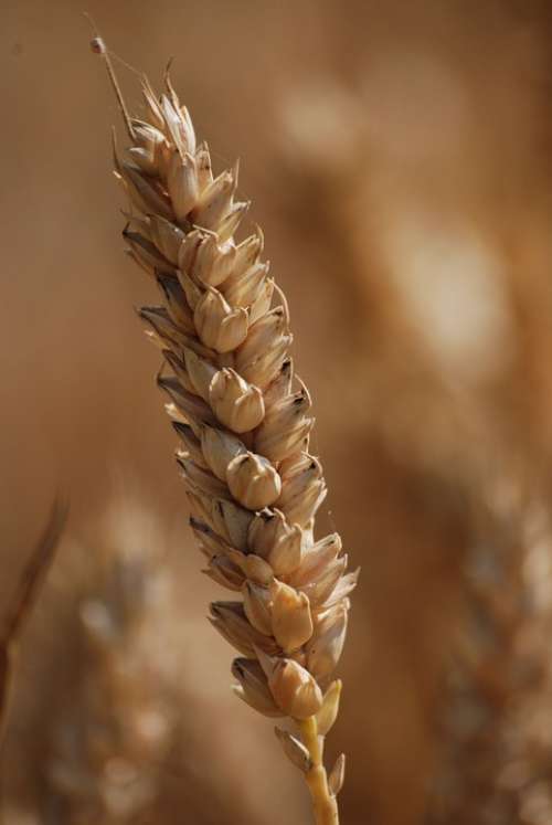 Wheat Cereals Agriculture Grain Seed
