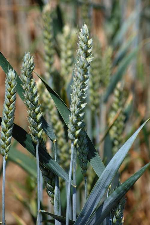 Wheat Cereals Halm Spike Wheat Field Cornfield