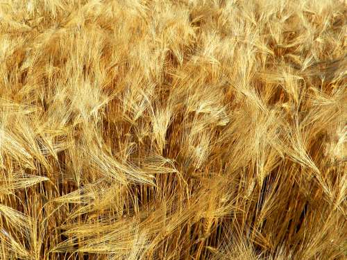 Wheat Kolos Grain Agriculture Nature