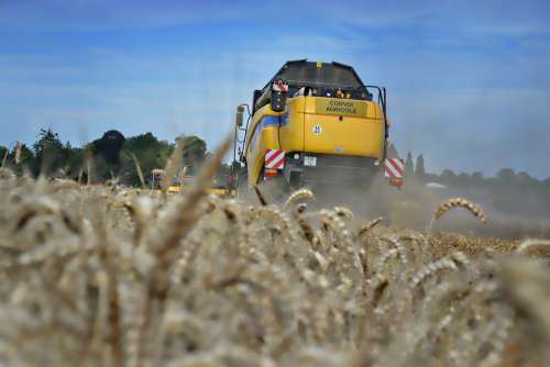 Wheat Harvest Harvester