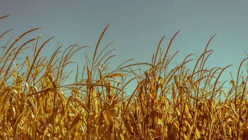 Wheat Field Crops Cornfield Grain Cereals Fields