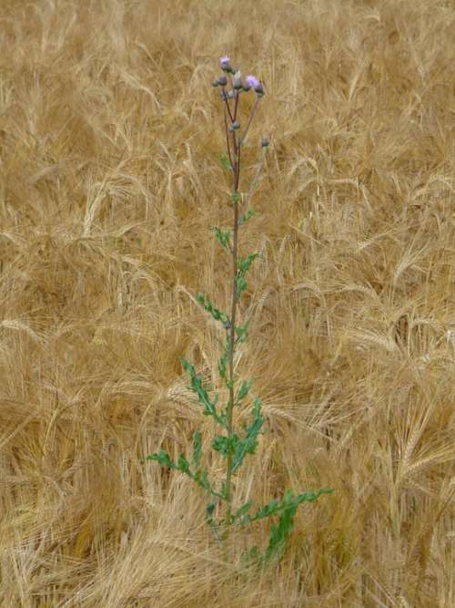Wheat Field Thistle Weed Arable Corn Ear Wheat