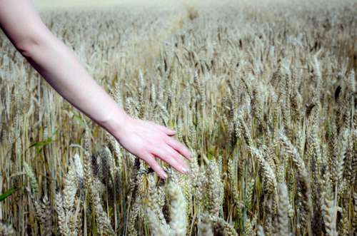 Wheat Field Field Wheat Cereals Grain Arable