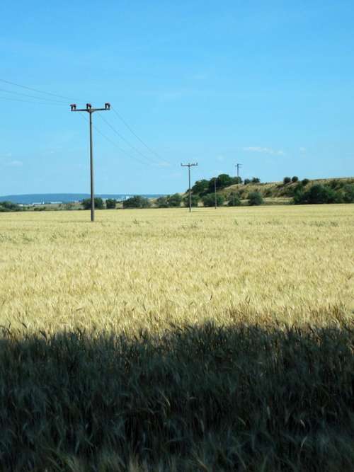 Wheat Field Wheat Mast Line Power Poles Connection