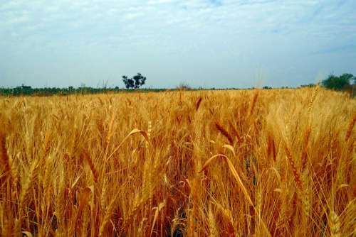Wheat Fields Crop Harvest Wheat Spikes Ripe Grains
