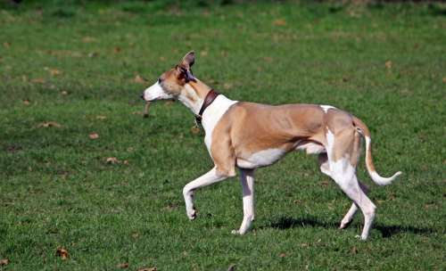 Whippet Hound Dog Canine Pet Animal Walking Park