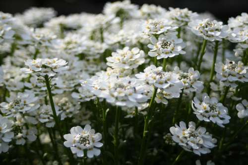 White Flowers Nature Summer Flower