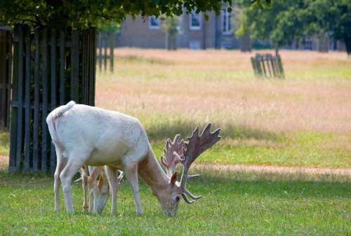 White Deer Stage Male Hart Buck Grazing Nature