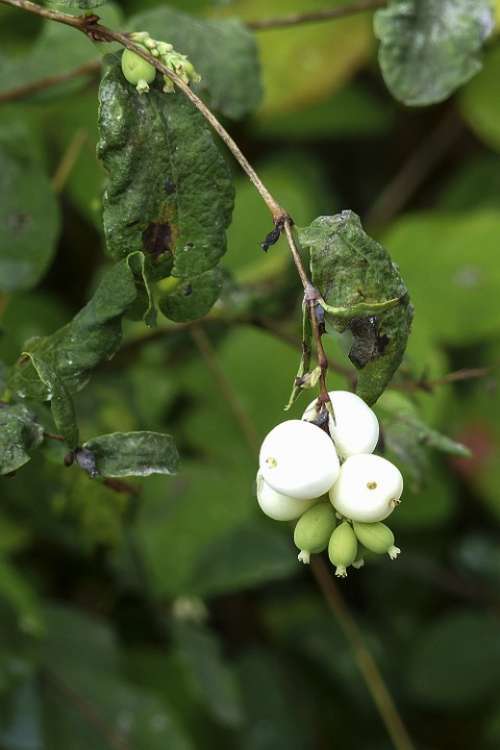White Common Snowberry Symphoricarpas Albus