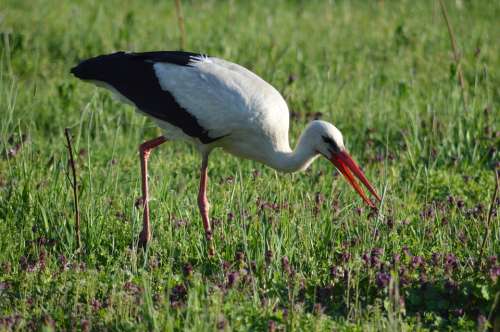 White Stork Meadow Animal