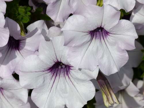 White Purple Petunia Fragrant Plants Flowers