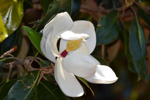 White Flower Flowers Spring Nature Plant Macro