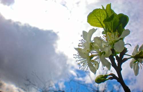 White Flower Cherry Enlightenment