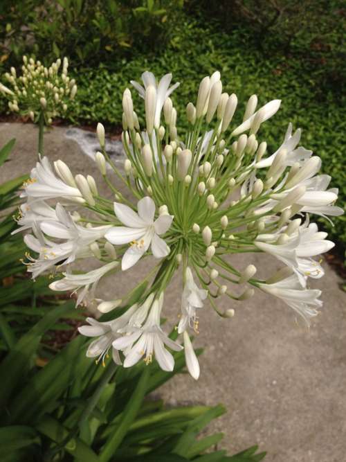 White Flower Nature Florida Flora Flowers