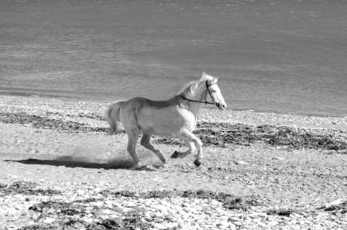 White Galloping Run Action Animal Horse Mammal